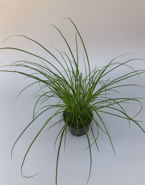 Carex brunnea