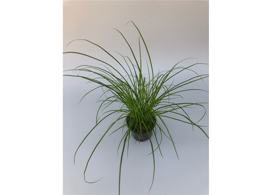 Carex brunnea T9