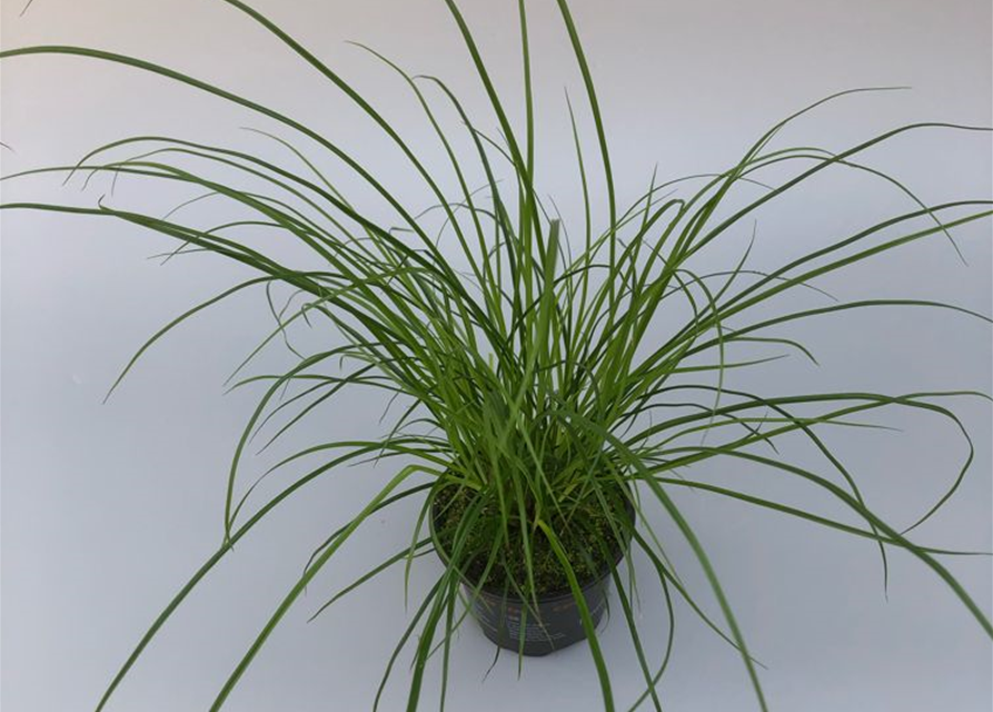 Carex brunnea