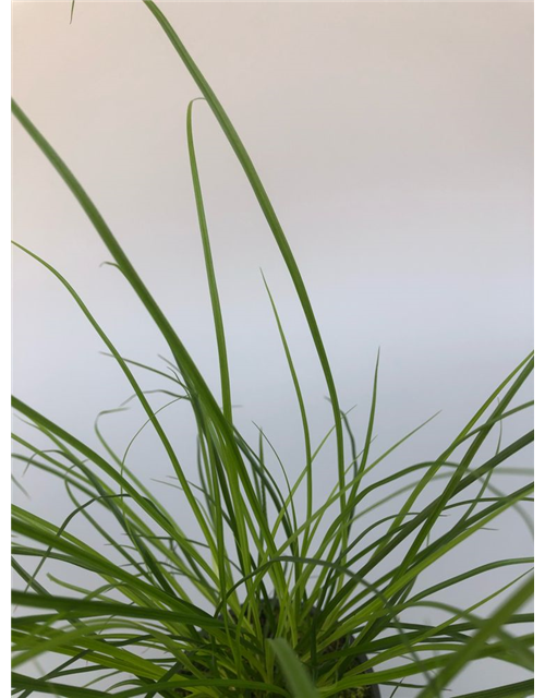 Carex brunnea T9