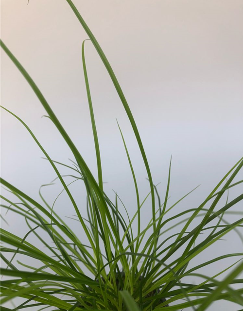 Carex brunnea