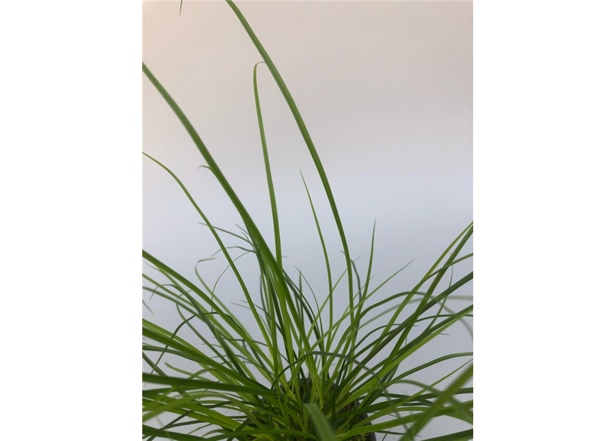 Carex brunnea T9