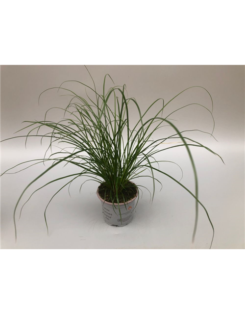 Carex brunnea T9