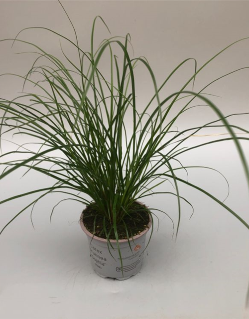 Carex brunnea