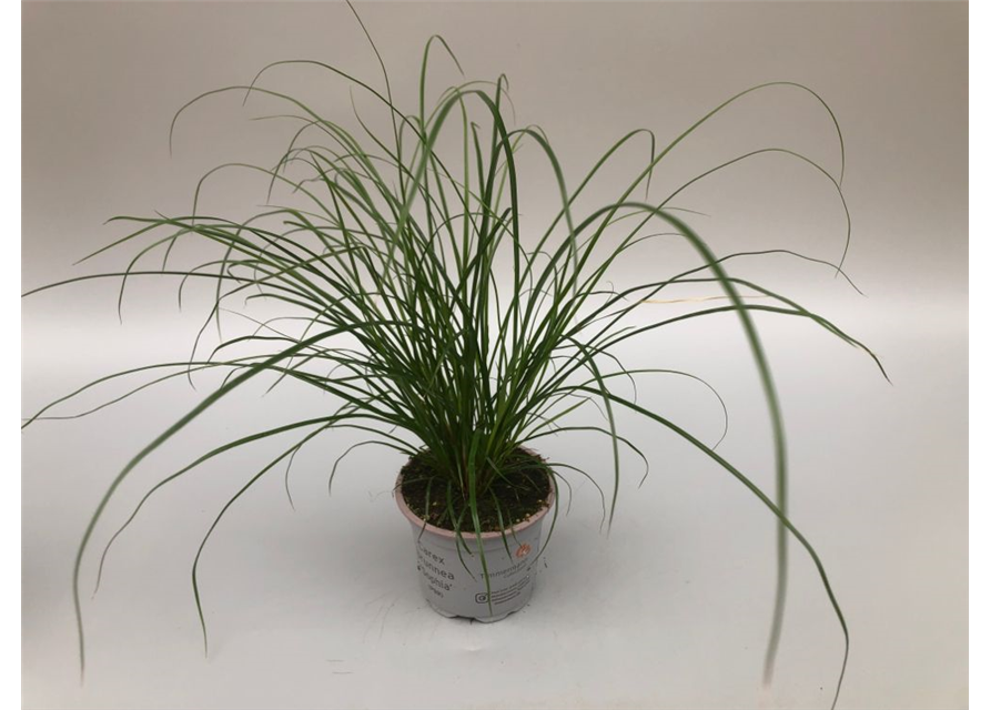 Carex brunnea T9