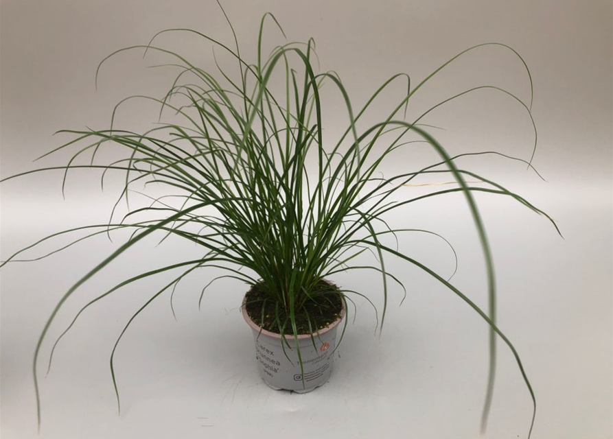 Carex brunnea