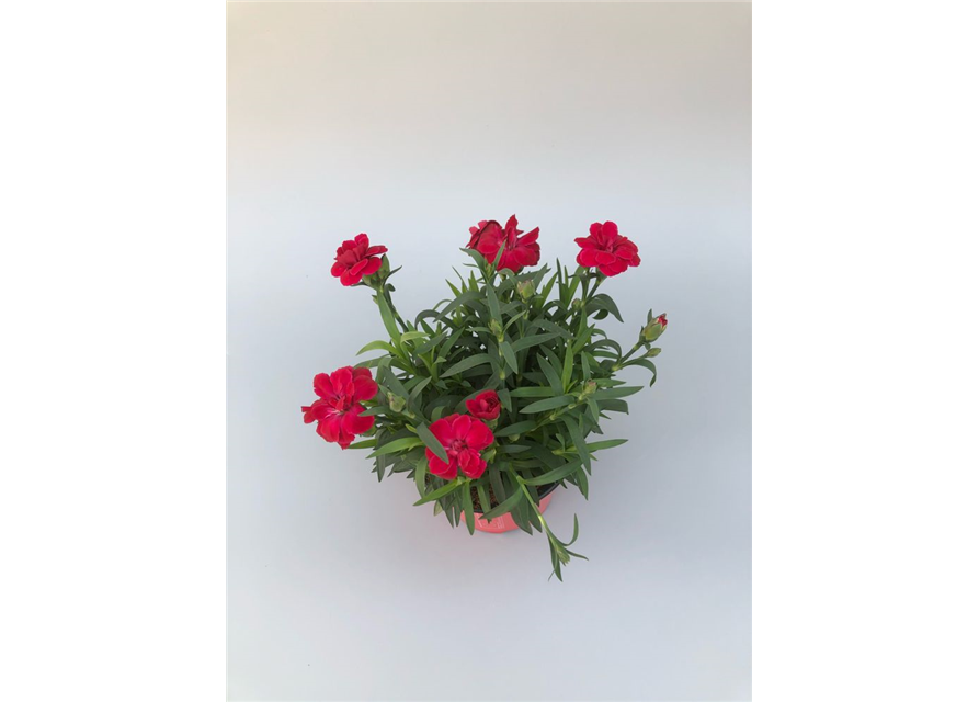 Dianthus caryophyllus