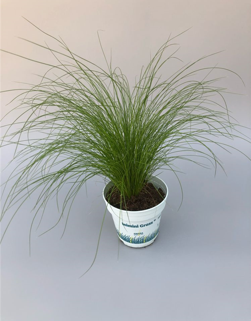 Stipa tenuifolia Ponytails