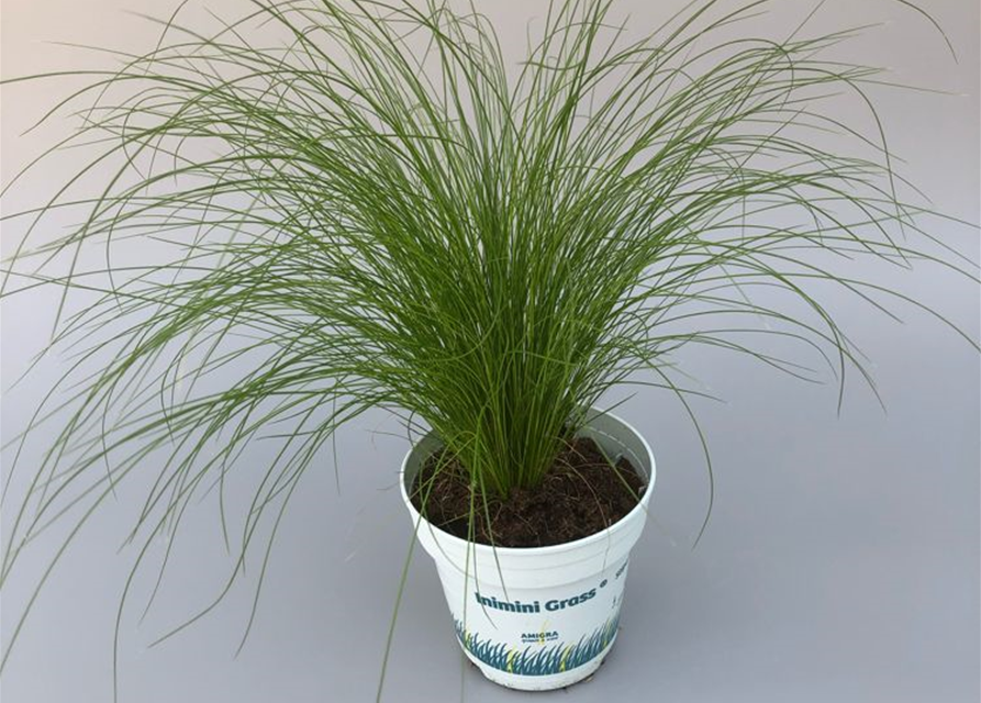 Stipa tenuifolia Ponytails