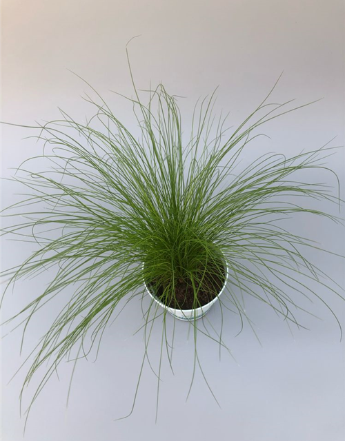 Stipa tenuifolia Ponytails