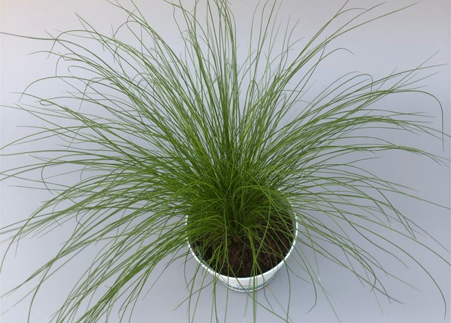 Stipa tenuifolia Ponytails