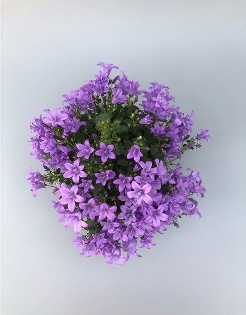 Campanula port.enschlagiana Ambella Lavende