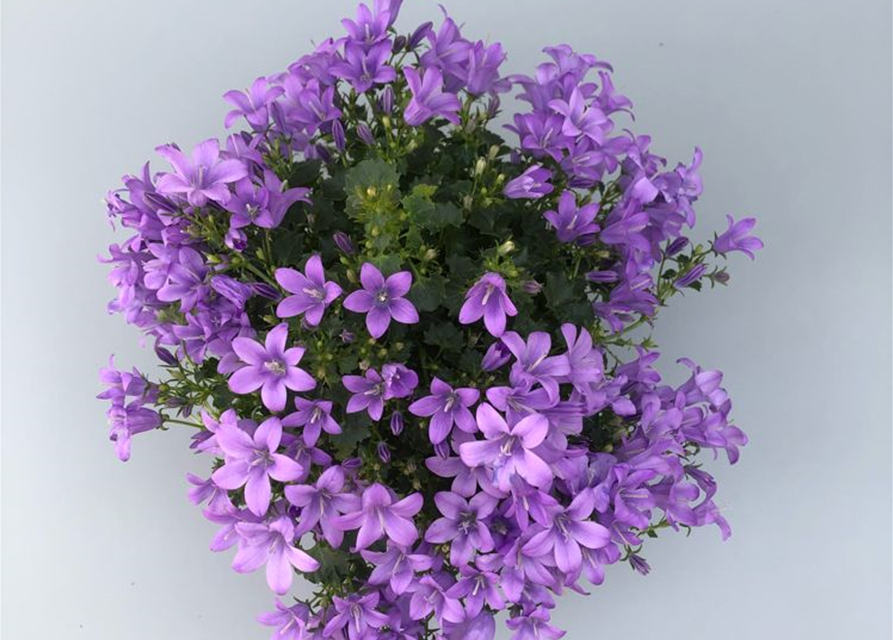 Campanula port.enschlagiana Ambella Lavende