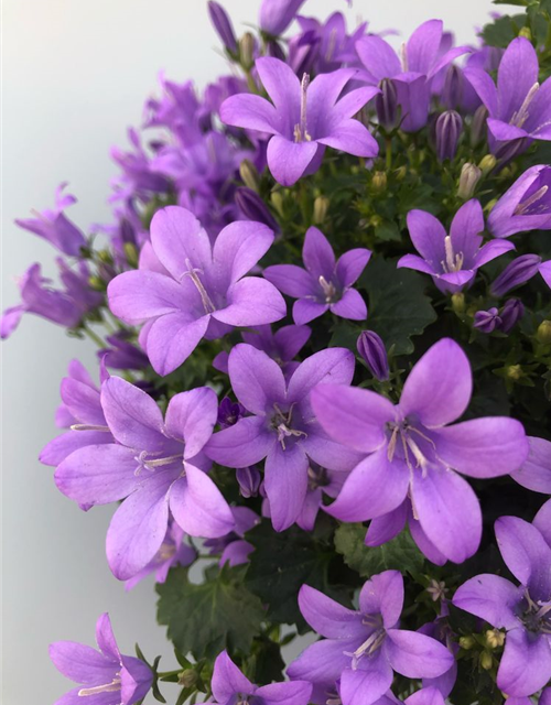 Campanula port.enschlagiana Ambella Lavende