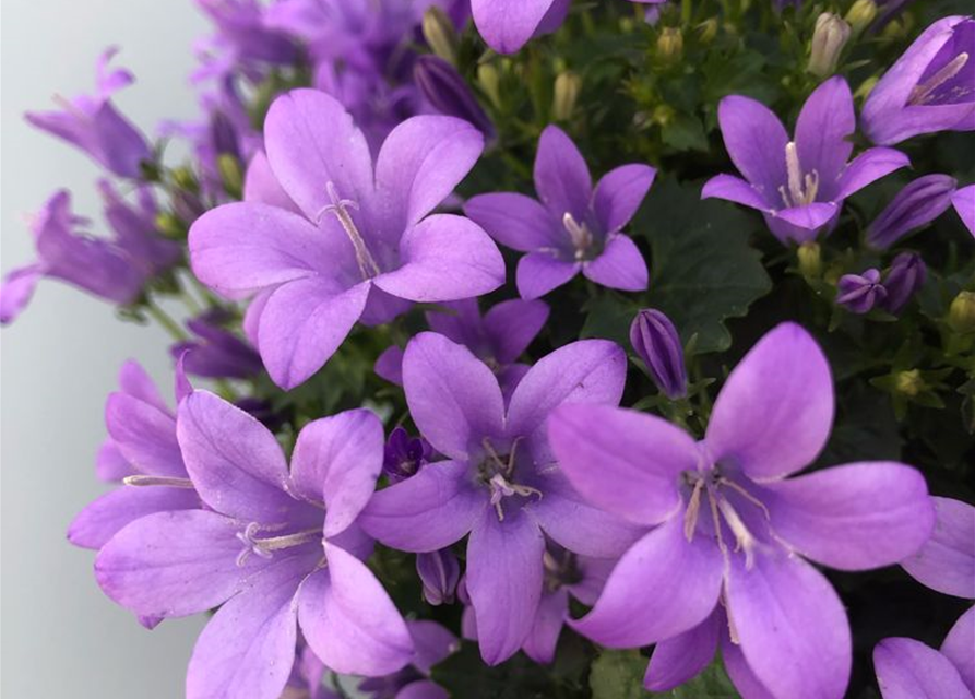 Campanula port.enschlagiana Ambella Lavende