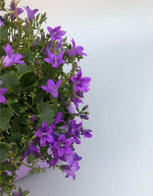 Campanula portenschlagiana Ambella Purple