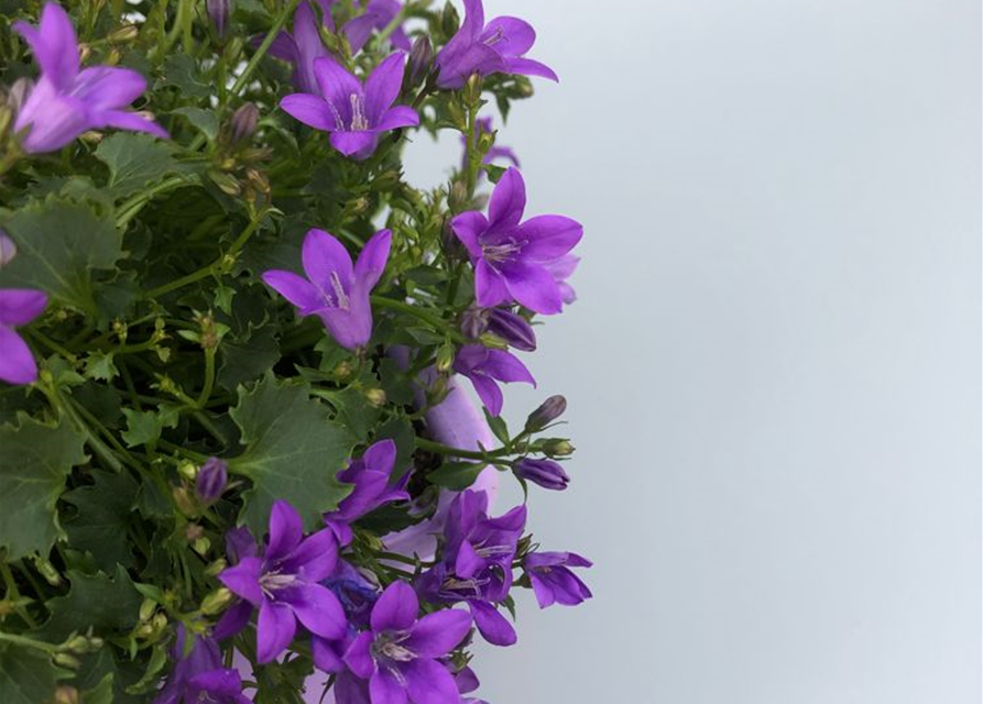 Campanula portenschlagiana Ambella Purple