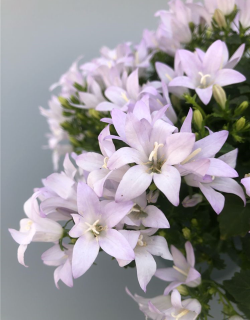 Campanula portenschlagiana Ambella White