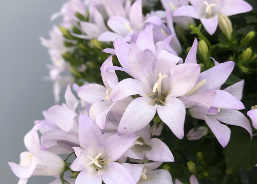 Campanula portenschlagiana Ambella White