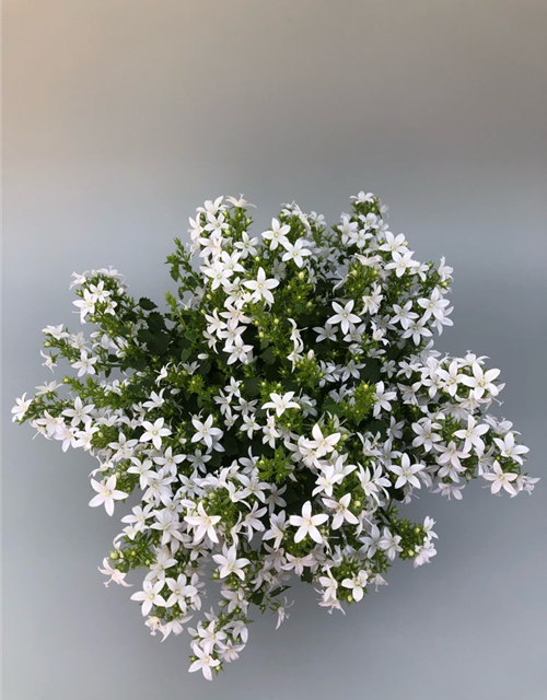 Campanula portenschlagiana Ambella White