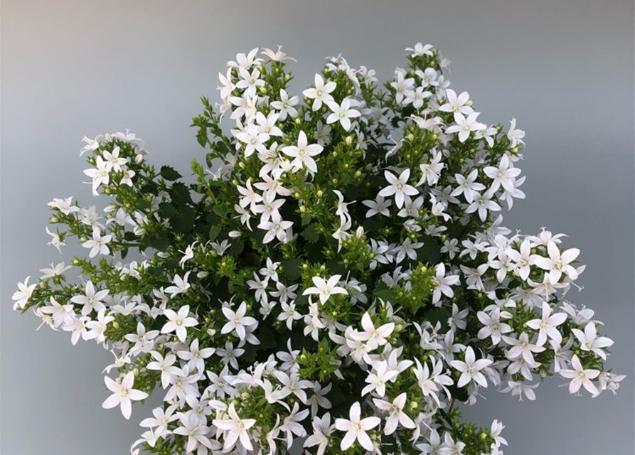 Campanula portenschlagiana Ambella White