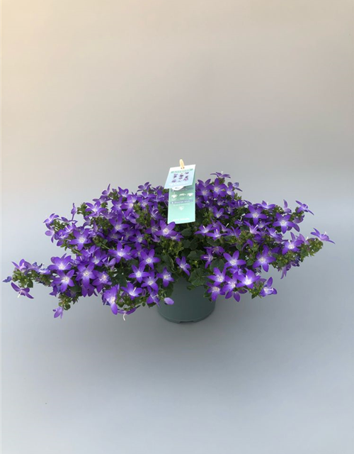 Campanula poscharskyana Adansa Purple