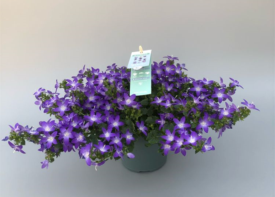 Campanula poscharskyana Adansa Purple