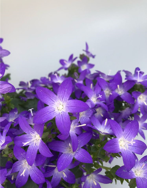 Campanula poscharskyana Adansa Purple