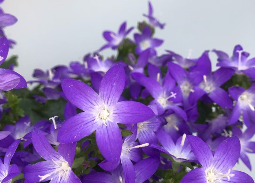 Campanula poscharskyana Adansa Purple