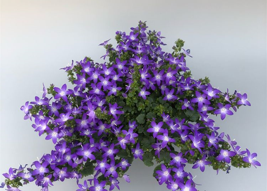 Campanula poscharskyana Adansa Purple