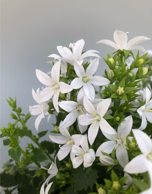 Campanula poscharsky.ana Adansa White