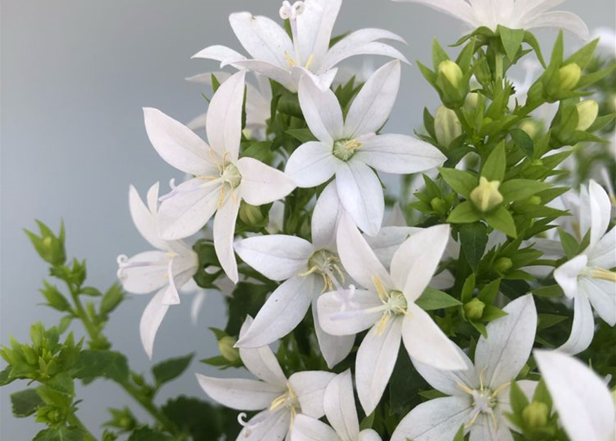 Campanula poscharsky.ana Adansa White