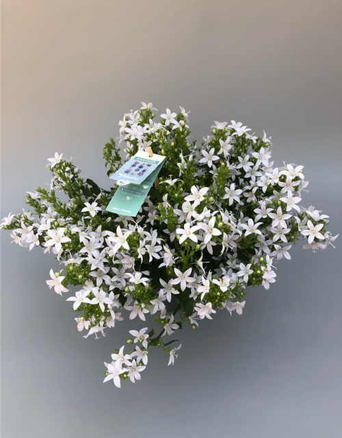 Campanula poscharsky.ana Adansa White