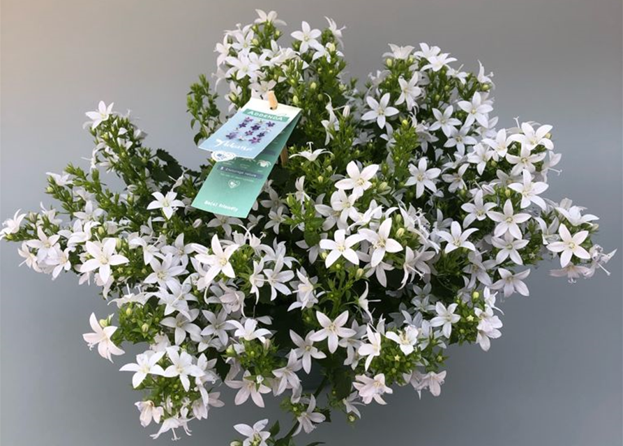 Campanula poscharsky.ana Adansa White