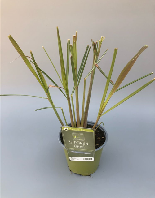 Cymbopogon citratus Lemon Grass