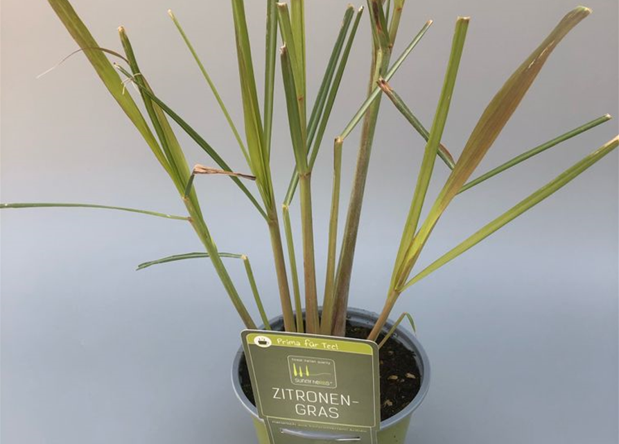 Cymbopogon citratus Lemon Grass