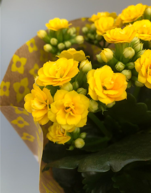 Kalanchoe bloss. Roseflowers