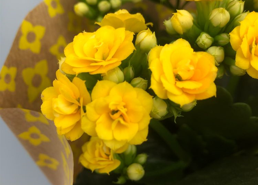 Kalanchoe bloss. Roseflowers