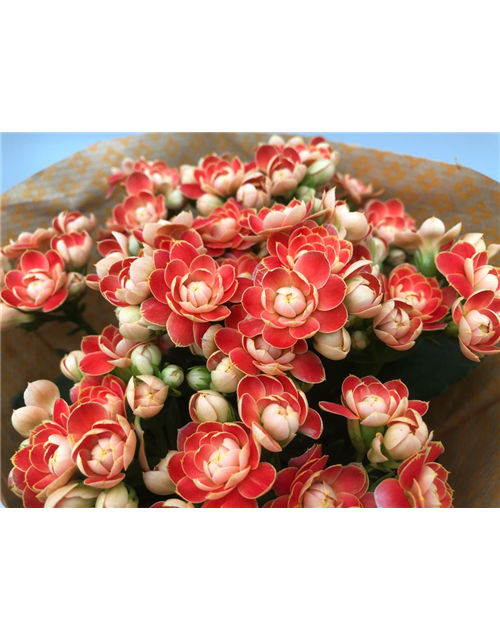 Kalanchoe bloss. Roseflowers Orange T10,5