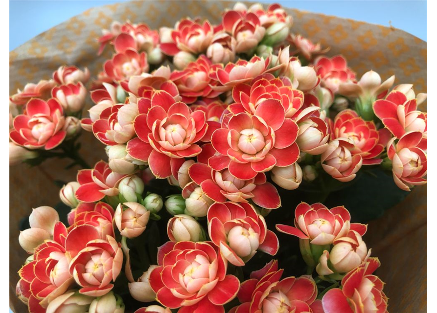 Kalanchoe bloss. Roseflowers Orange T10,5