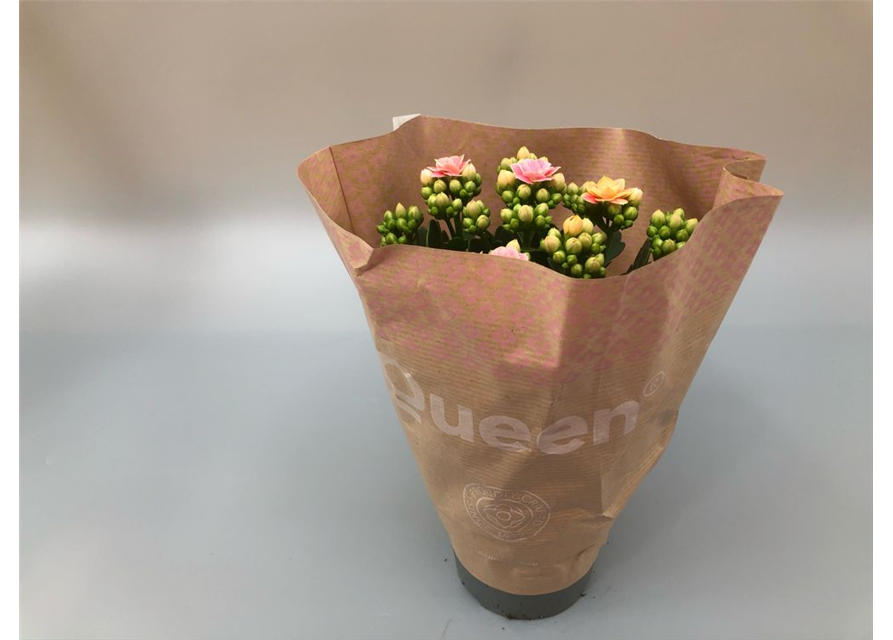 Kalanchoe blossfeldiana Roseflowers Rosa T10,5