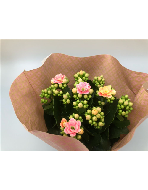 Kalanchoe blossfeldiana Roseflowers Rosa T10,5