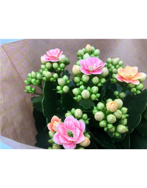 Kalanchoe blossfeldiana Roseflowers Rosa T10,5