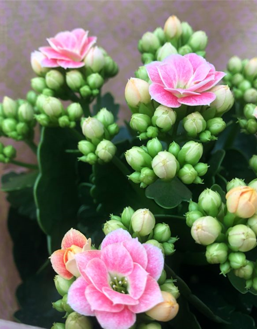 Kalanchoe blossfeldiana Roseflowers