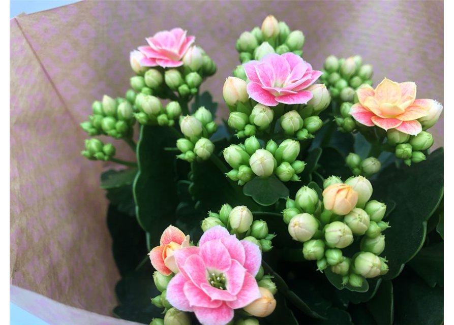 Kalanchoe blossfeldiana Roseflowers Rosa T10,5