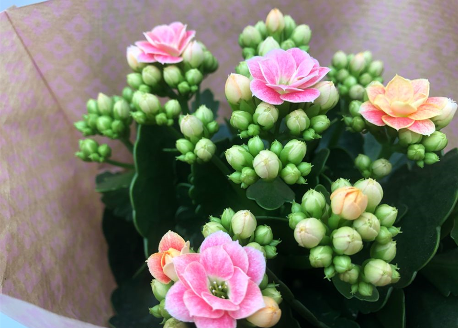 Kalanchoe blossfeldiana Roseflowers