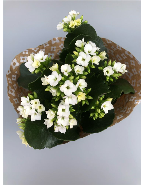 Kalanchoe blossfeldiana Roseflowers Weiß T10,5