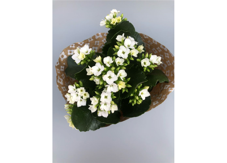 Kalanchoe blossfeldiana Roseflowers Weiß T10,5