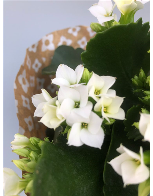 Kalanchoe blossfeldiana Roseflowers Weiß T10,5