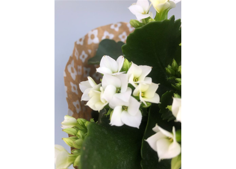 Kalanchoe blossfeldiana Roseflowers Weiß T10,5